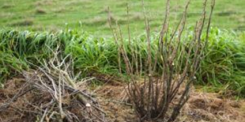 Prořezávání rybízu na podzim pro začátečníky krok za krokem